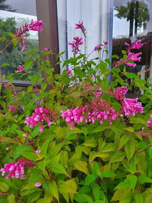 Best Types of Salvias