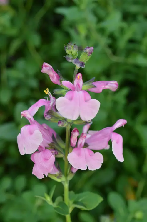 Types of Salvias 