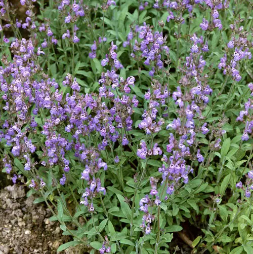 Amazing Salvia varieties in a garden 