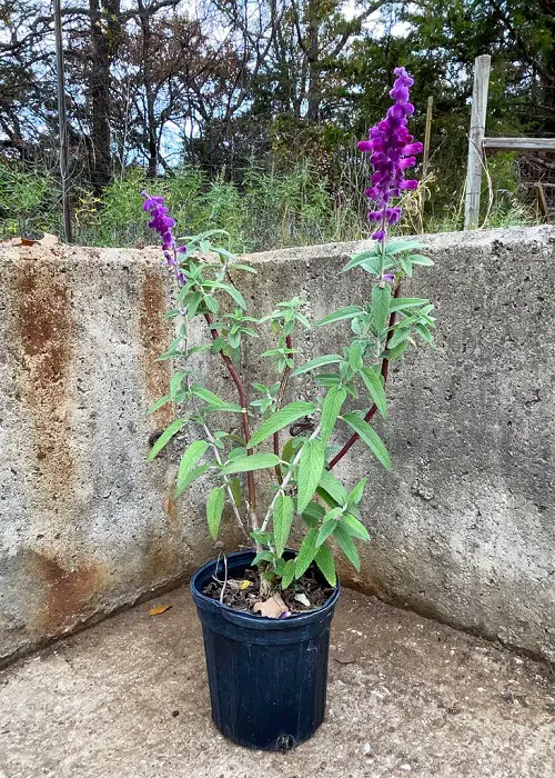 Salvia varieties in a garden