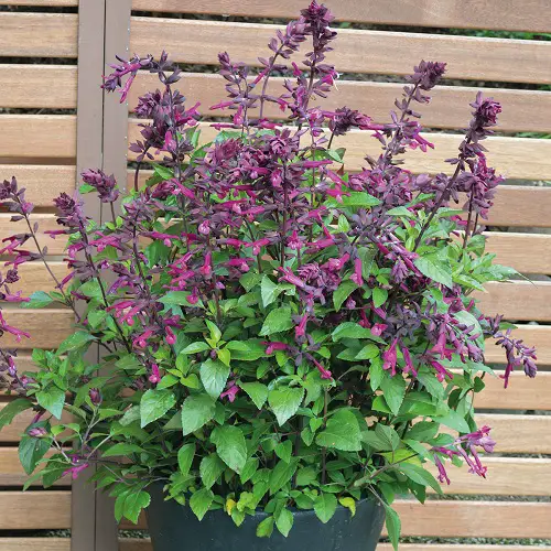 Types of Salvias for your garden