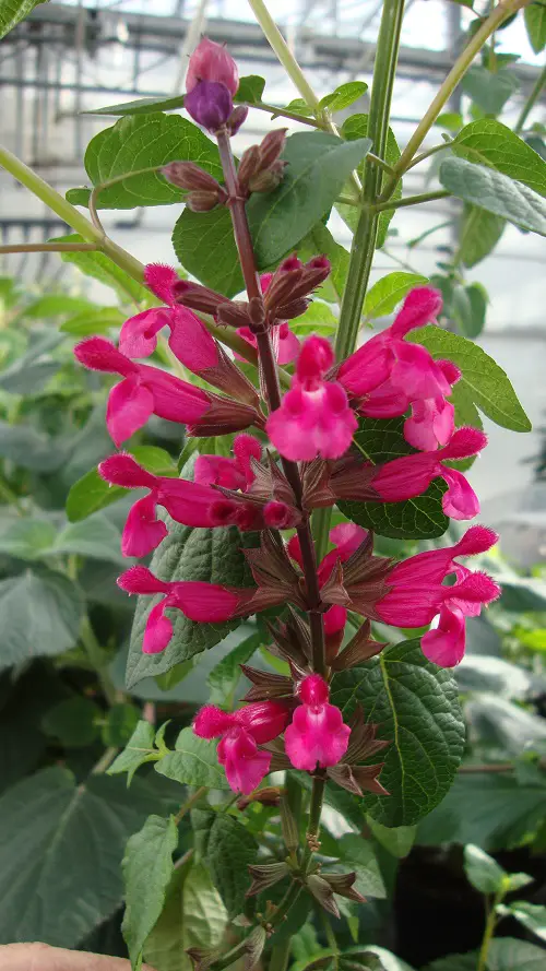 Types of Salvias in garden
