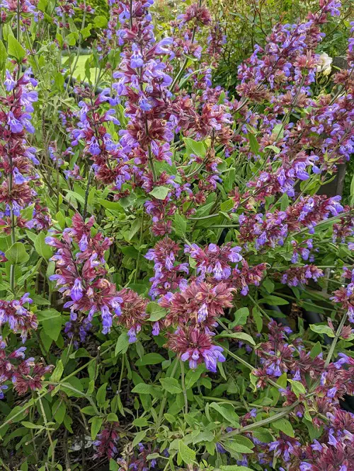 top Best Pink and Blue Flowers