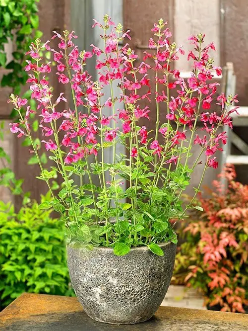 Types of Salvias in garden