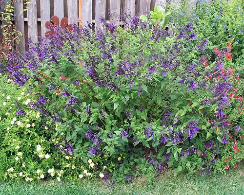 Flowers That Reappear Every Year