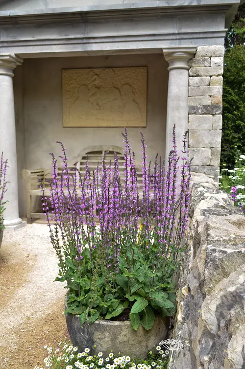 Types of Salvias 