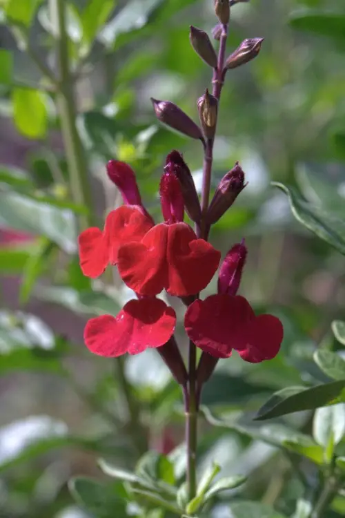 Salvia species found in gardens