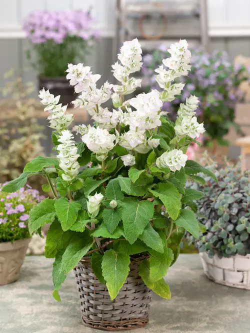 beautiful Best Types of Salvias