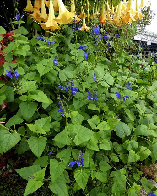 top best Salvia varieties in a garden