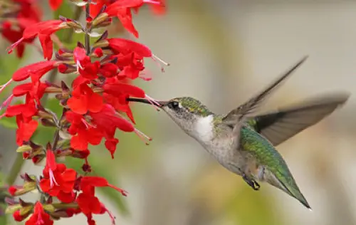 beautiful Plants That Attract Hummingbirds in Florida 2