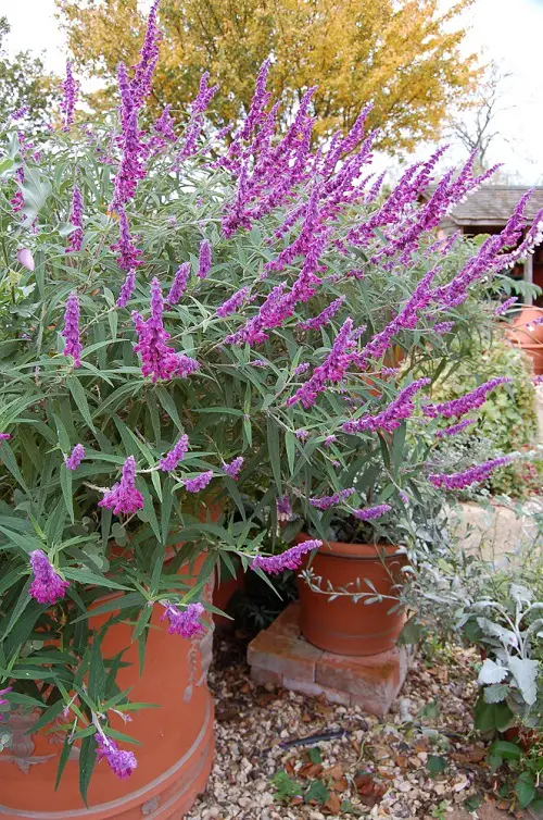 top Salvia varieties in a garden