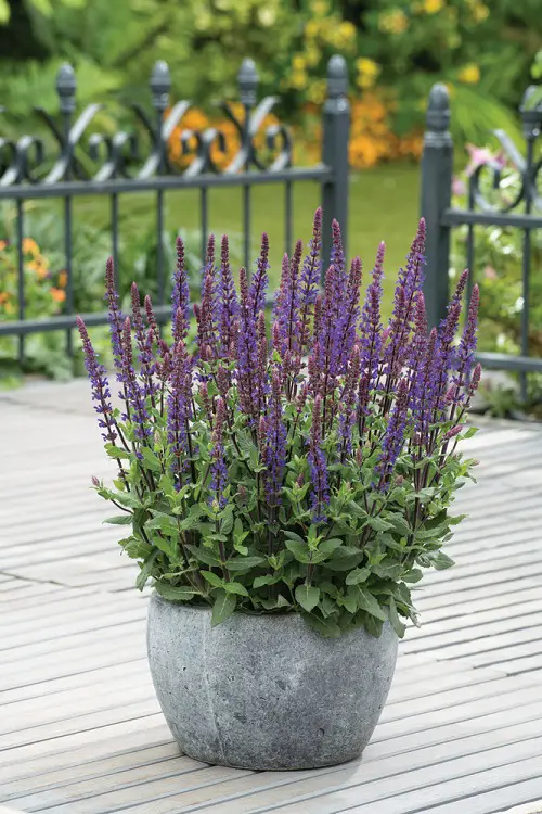 Amazing List of Lavender-Purple Color Flowers