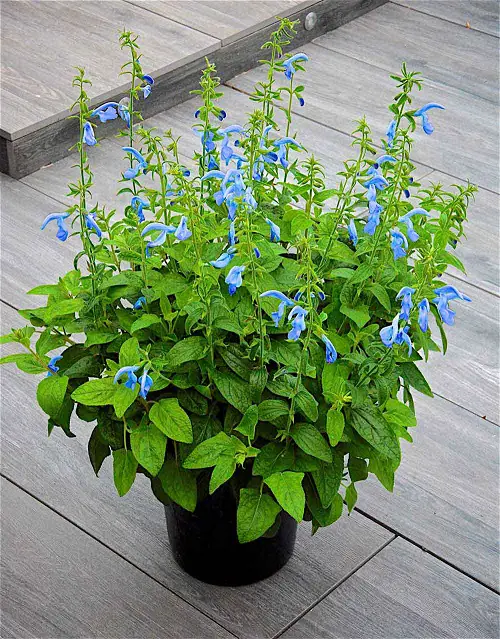 Types of Salvias in balck pot