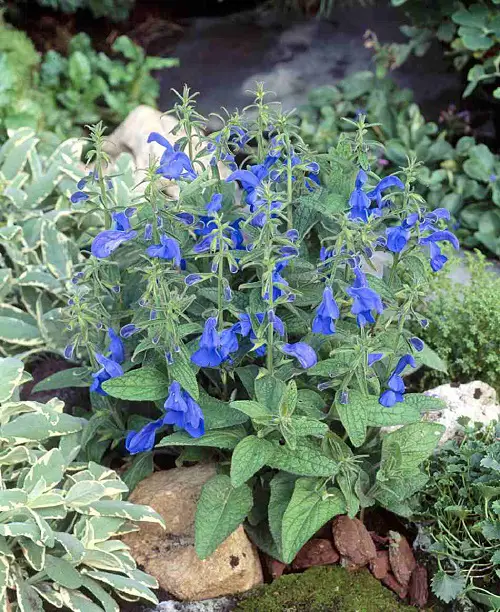 best Magnificent Mexican Flowers You Have to Grow