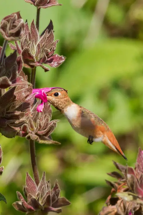best Florida Hummingbird-Attracting Plants
