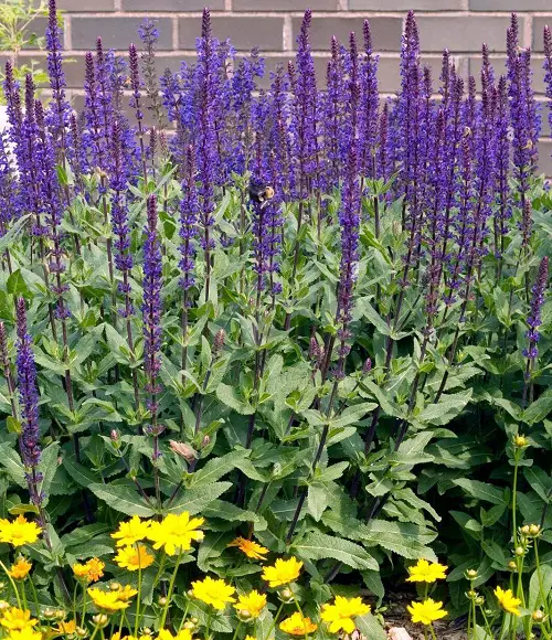 best Salvia species found in landscapes