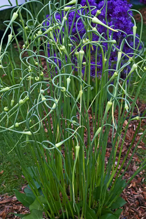 Garlic scapes Stages