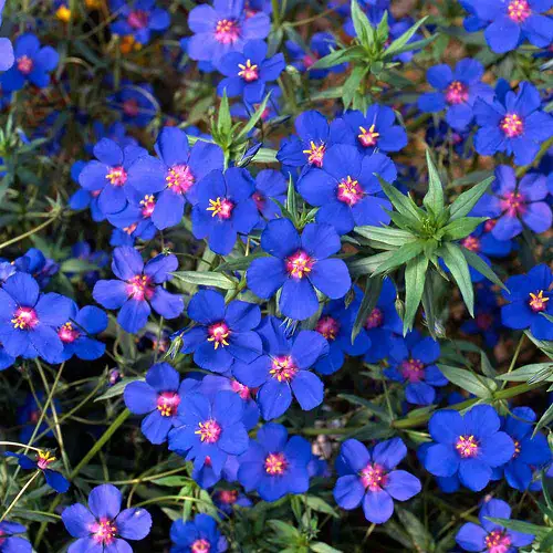 lovely blue and pink flowers

