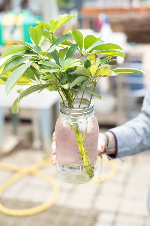 Vase-Gardenable Indoor Plants5