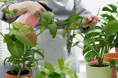 Benefits of Using Epsom Salt as a Fungicide