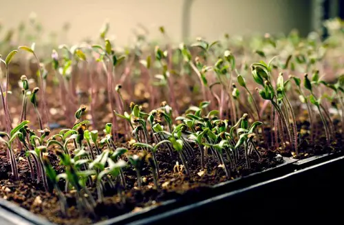 Use Grow Lights for Extra Warmth