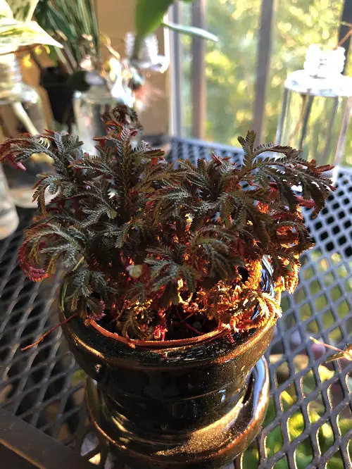 Requirements for Growing Red Fern Plants