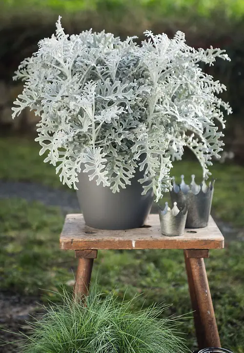 Top Garden and Houseplant Filler Plants
