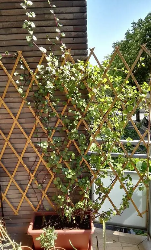 Amazing Vines and Climbers for the Balcony and Patio