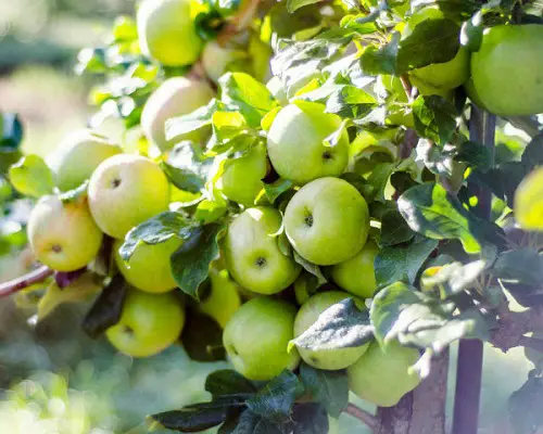 Different Types of Green Apple Varieties for garden