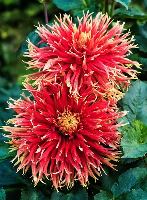 top Best Red Dahlia Varieties for the Garden