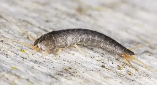  Tiny Bugs in House Near Windows You Need to Look Out For