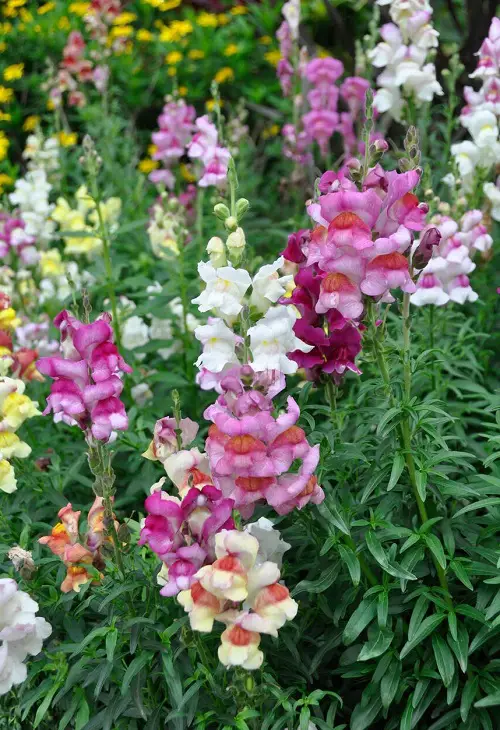 Best Flowers for Full Sun 