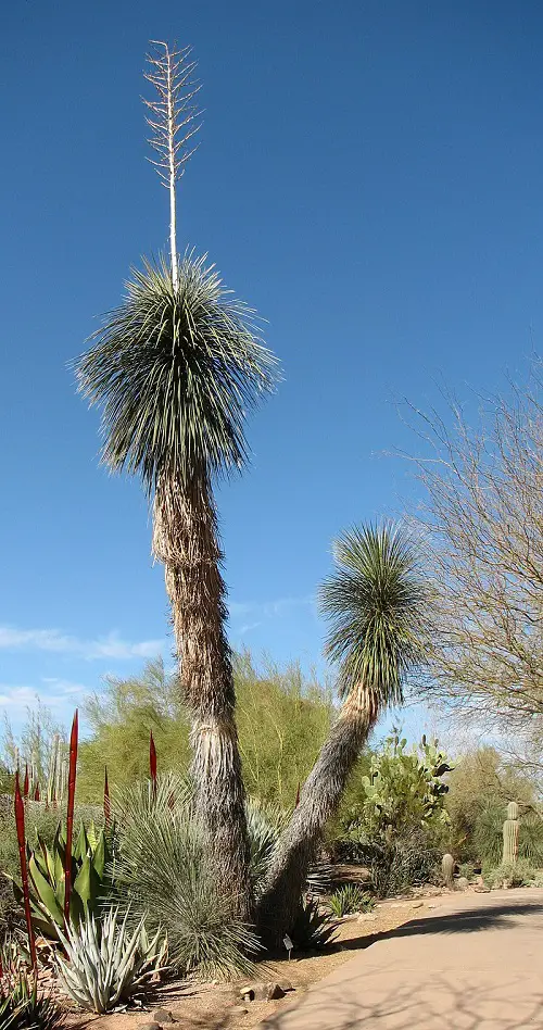 Yucca Plant Types and Varieties in garden