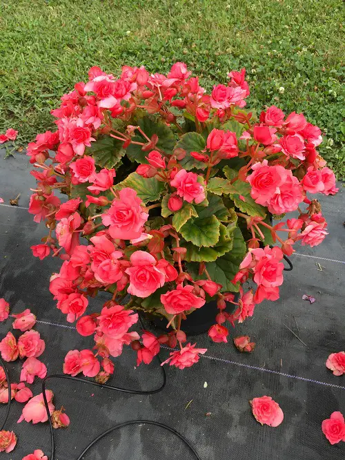 lovely varieties of begonias