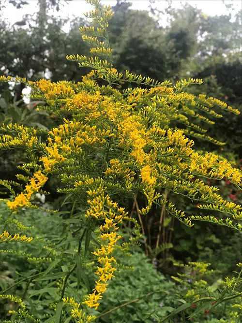 beautiful Flowers That Bloom Perennially From Spring to Autumn 