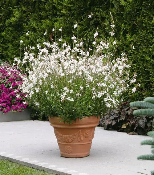 Best Filler Plants for Home and Garden Use