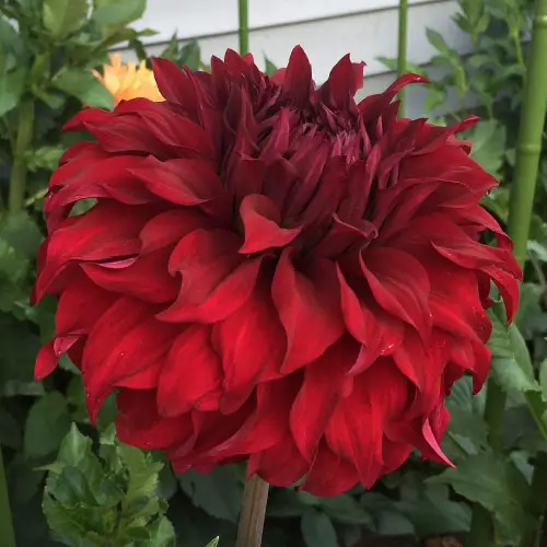 Captivating Red Dahlia Varieties for garden