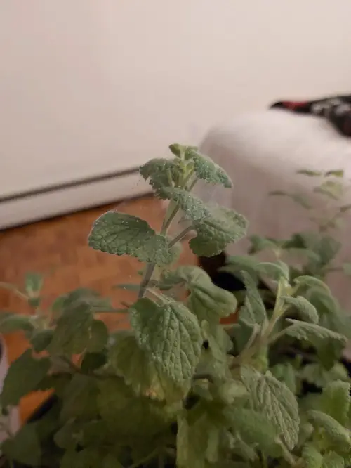 White Spots on Catnip Leaves2