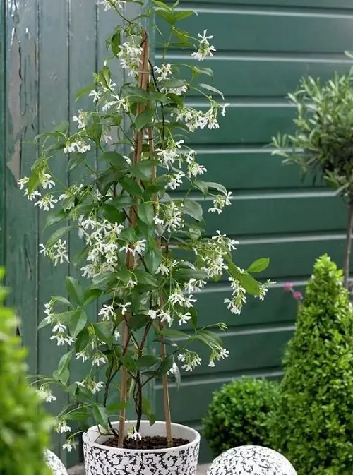 Vines and Climbers for the Balcony and Patio