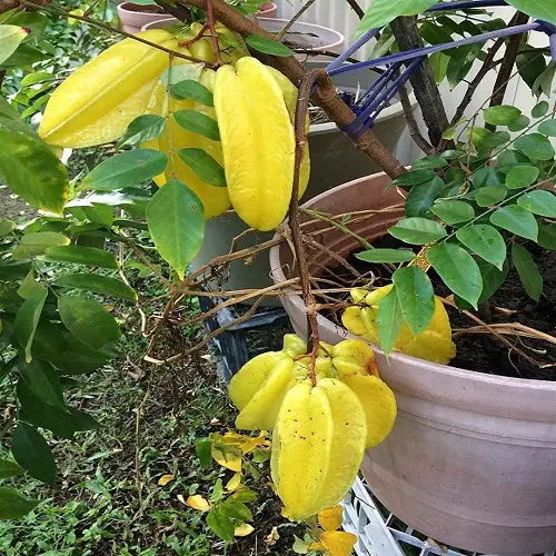 best Fruits Grown in the Shade