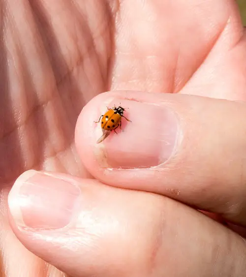 What to Do If a Ladybug Lands on You