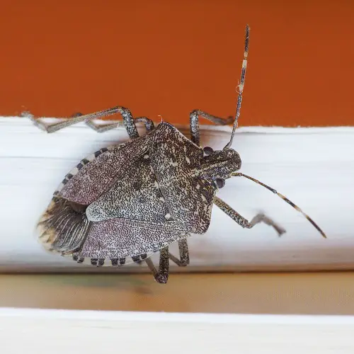 Bugs In The House Next To Windows 