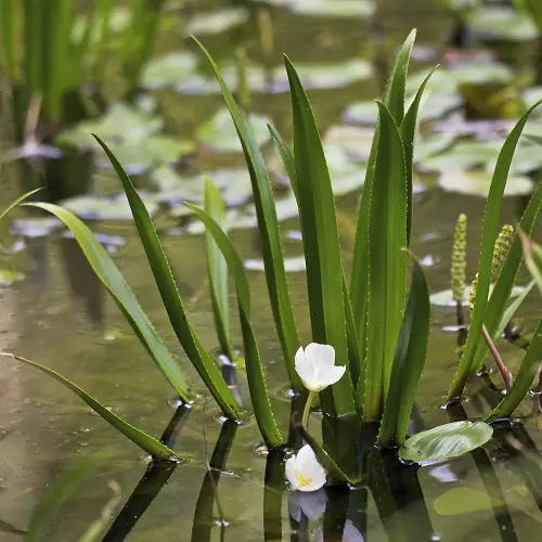 soldier Plants for a Koi Pond 1