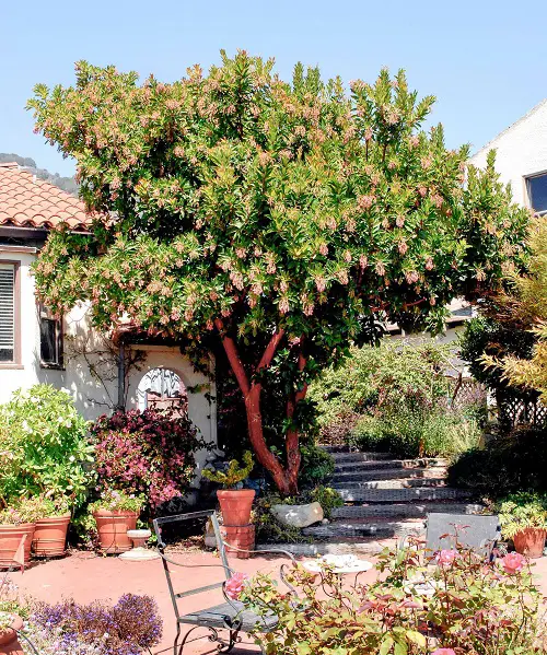 top Successful Plants for a Tropical Edible Garden