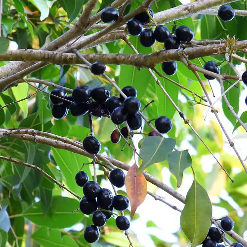 Types of Wild Berries 4