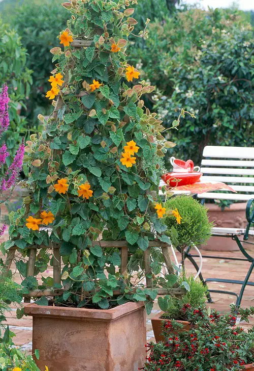 Best Vines and Climbers for the Balcony