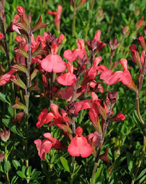 Salvia varieties in a garden