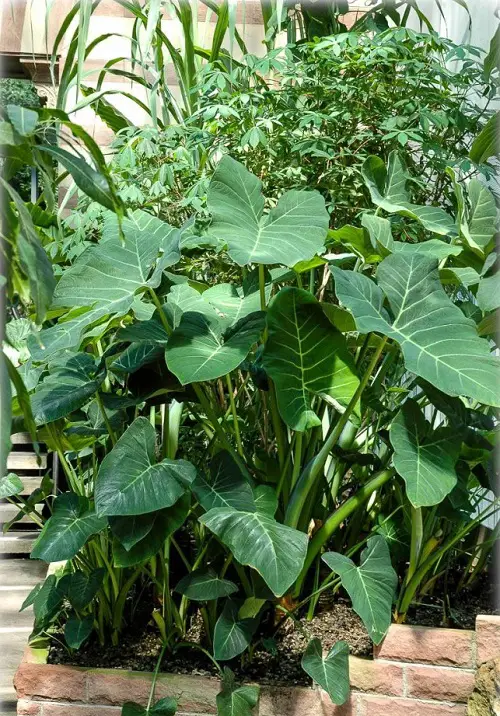 Plants to Grow in Your Tropical Edible Garden