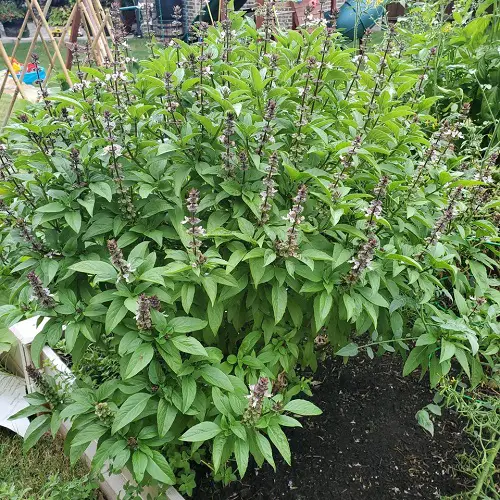 Plants to Keep Lizards Away in garden