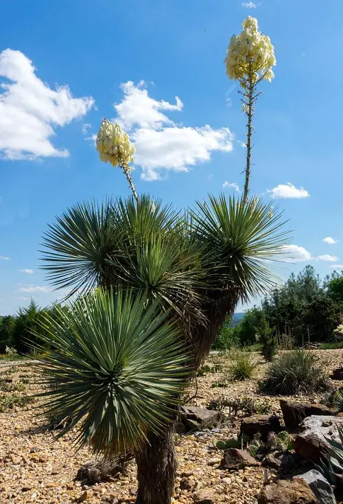 Different Types of Yucca Plant Varieties 4